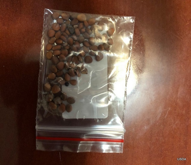 USDA Urges Citizens Not to Plant & Investigating Unsolicited Seed Packages from China